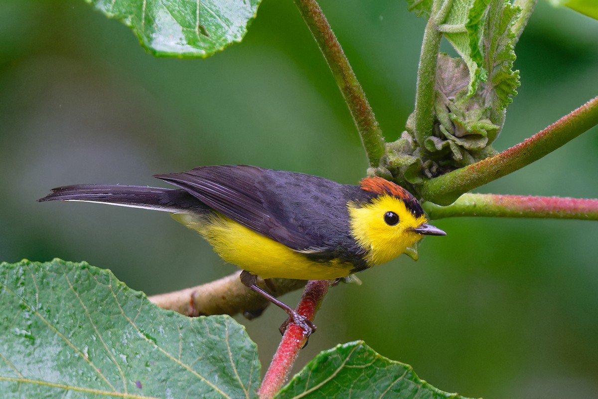 Collared Redstart - ML617936967