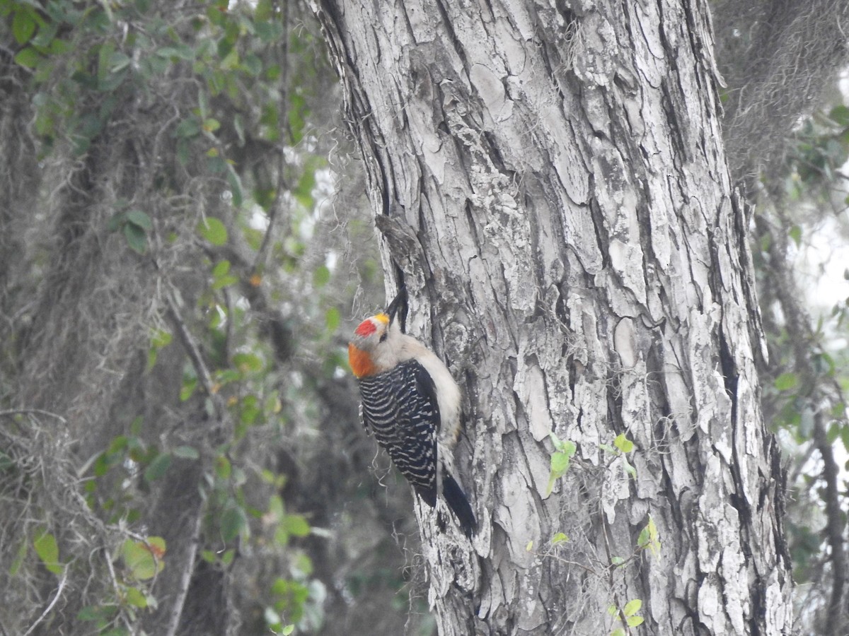 Golden-fronted Woodpecker - T B