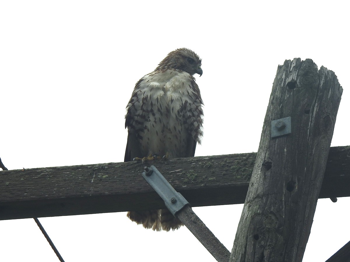 Red-tailed Hawk - ML617936983