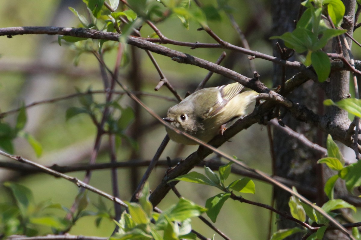 Ruby-crowned Kinglet - ML617937006