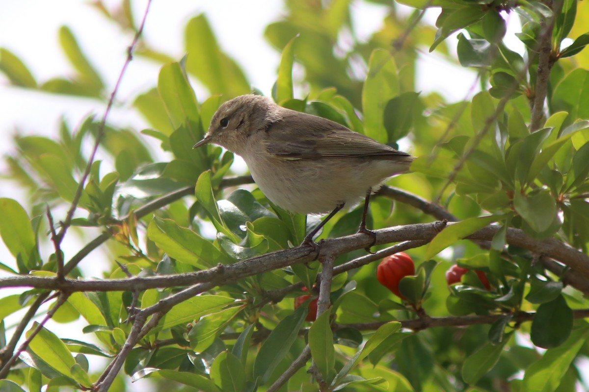 Common Chiffchaff - Guillermo Piñal