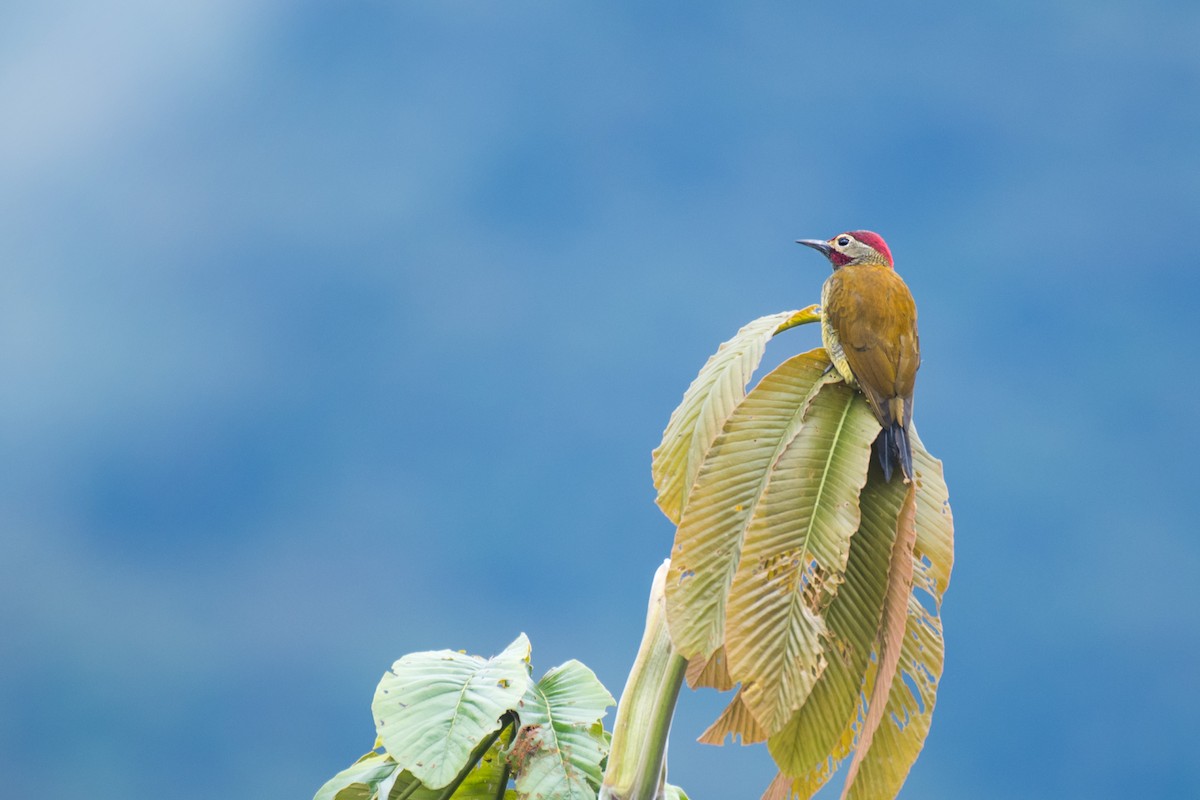 Golden-olive Woodpecker - Ian Hearn