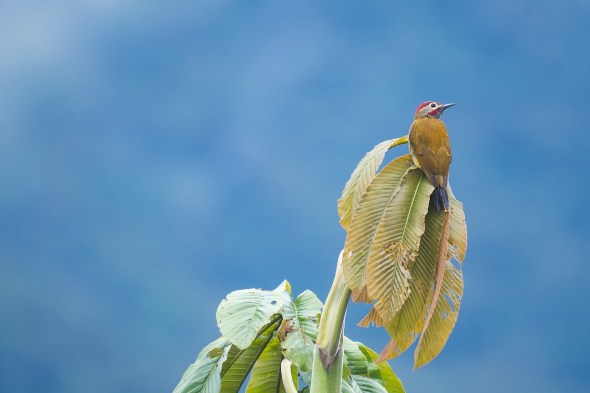 Golden-olive Woodpecker - Ian Hearn