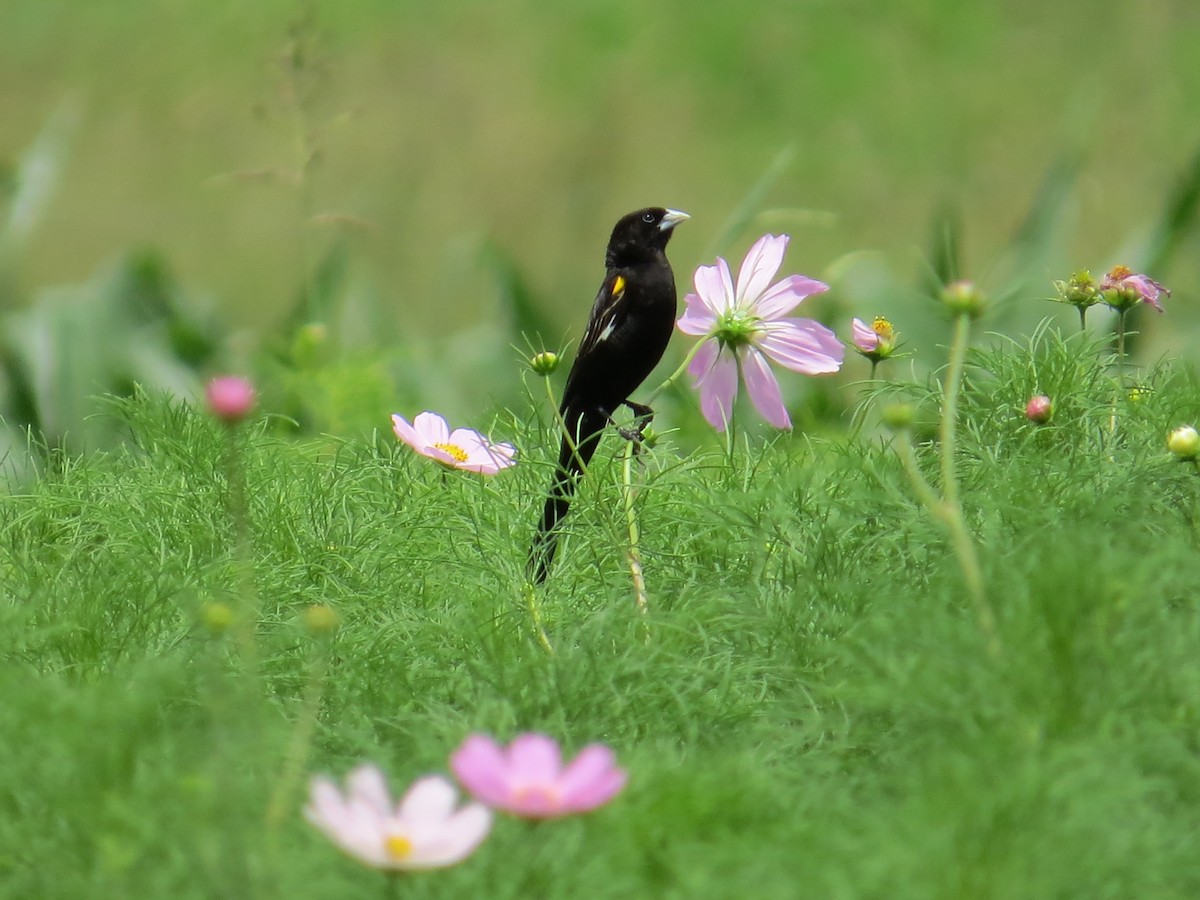 White-winged Widowbird - Andrew Cauldwell