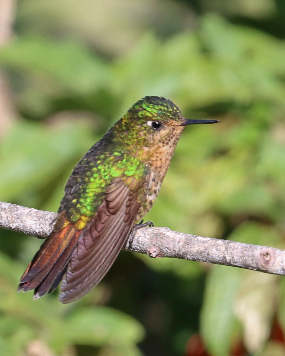 kolibřík dřišťálový (ssp. tyrianthina/quitensis) - ML617937042