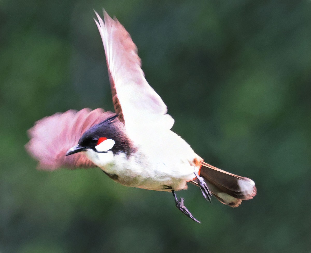 Red-whiskered Bulbul - ML617937059