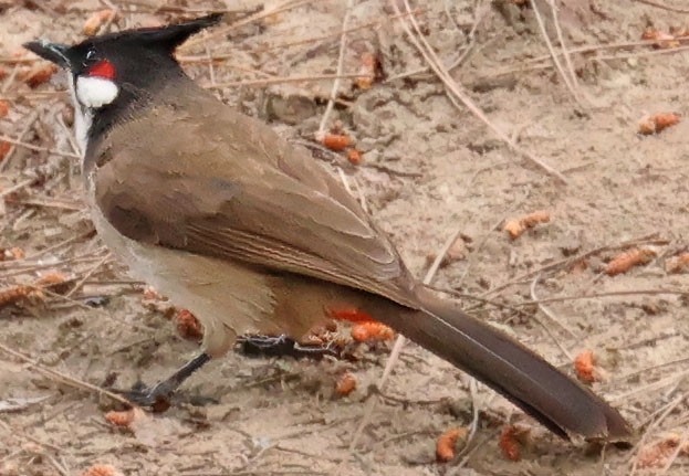 Red-whiskered Bulbul - ML617937060