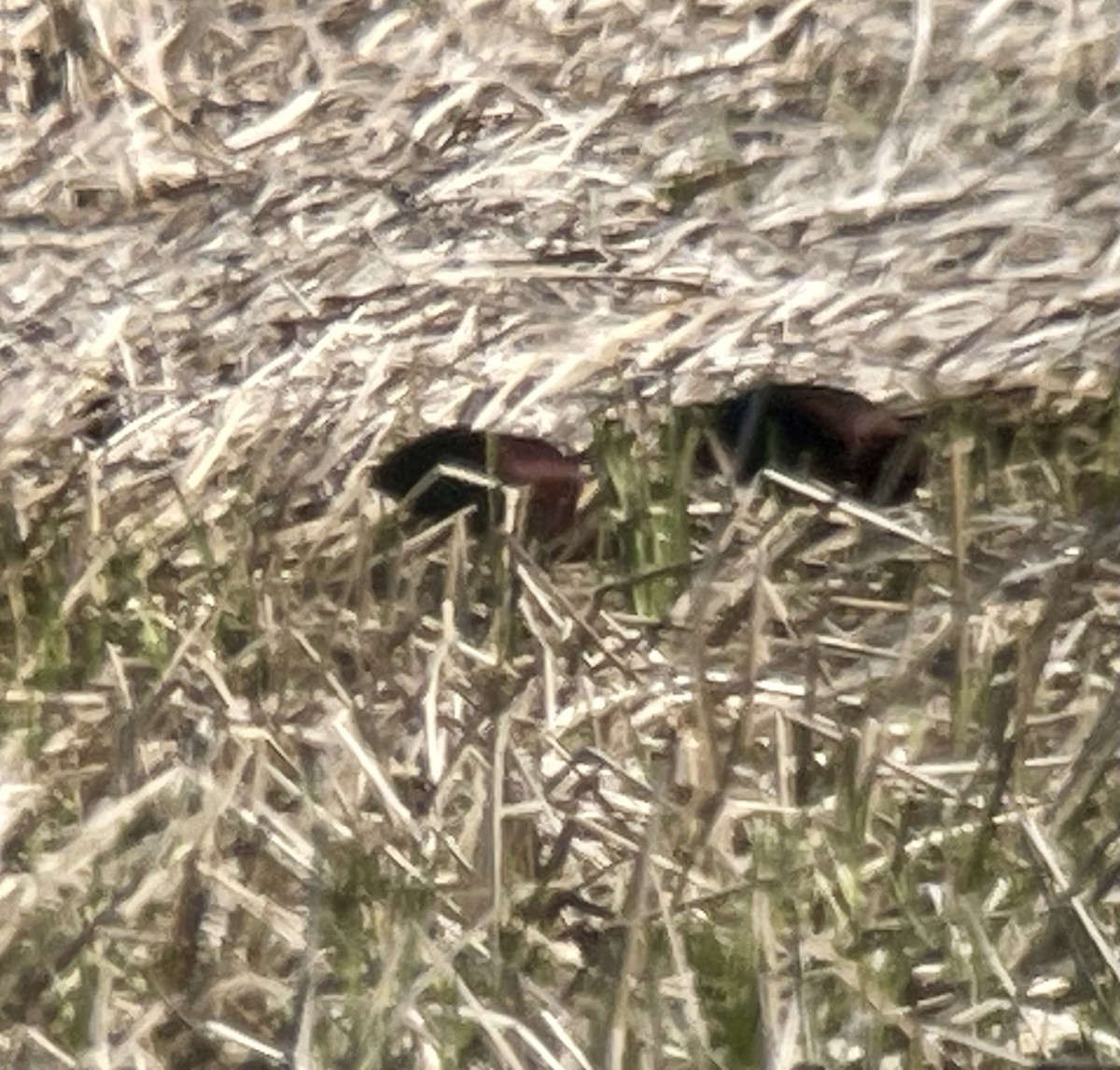 White-faced Ibis - Bob Pape