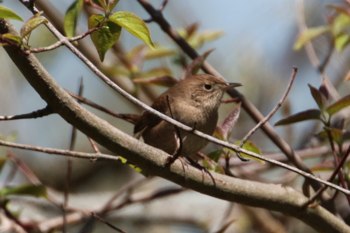 House Wren - Joli Reising