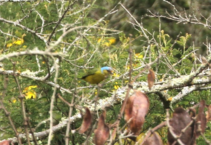 Golden-rumped Euphonia - ML617937123