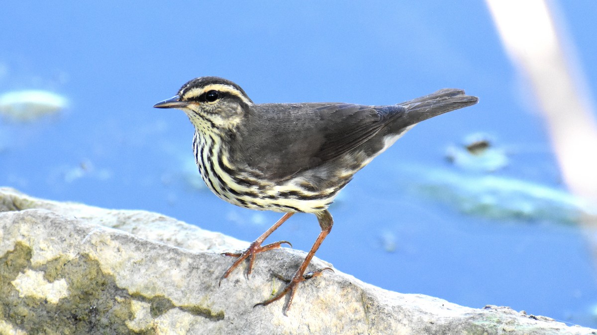 Northern Waterthrush - Ryan Claar