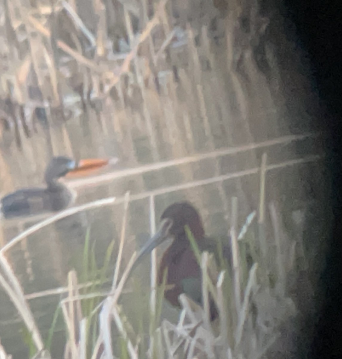 White-faced Ibis - ML617937129