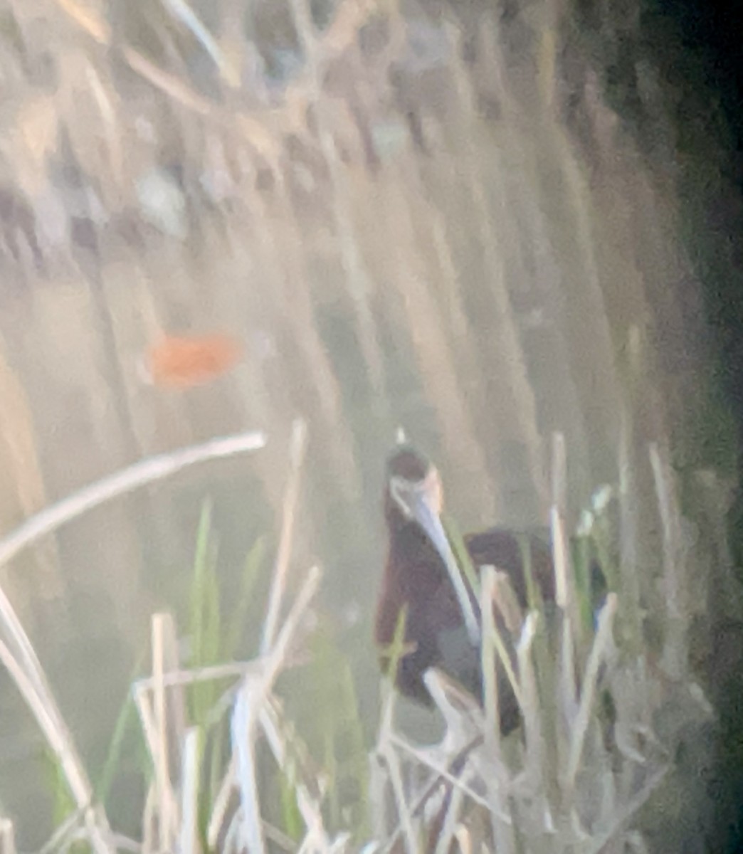 White-faced Ibis - ML617937143