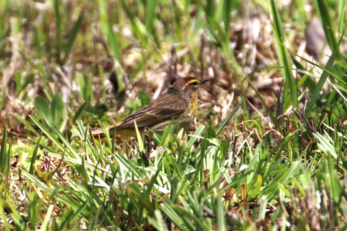 Palm Warbler - ML617937147