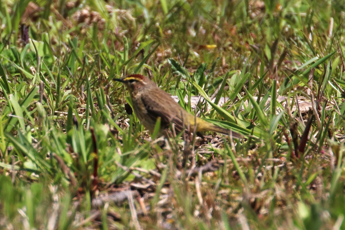 Palm Warbler - ML617937177