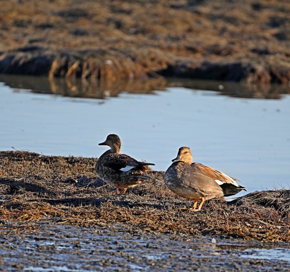 Gadwall - Paul Arneson