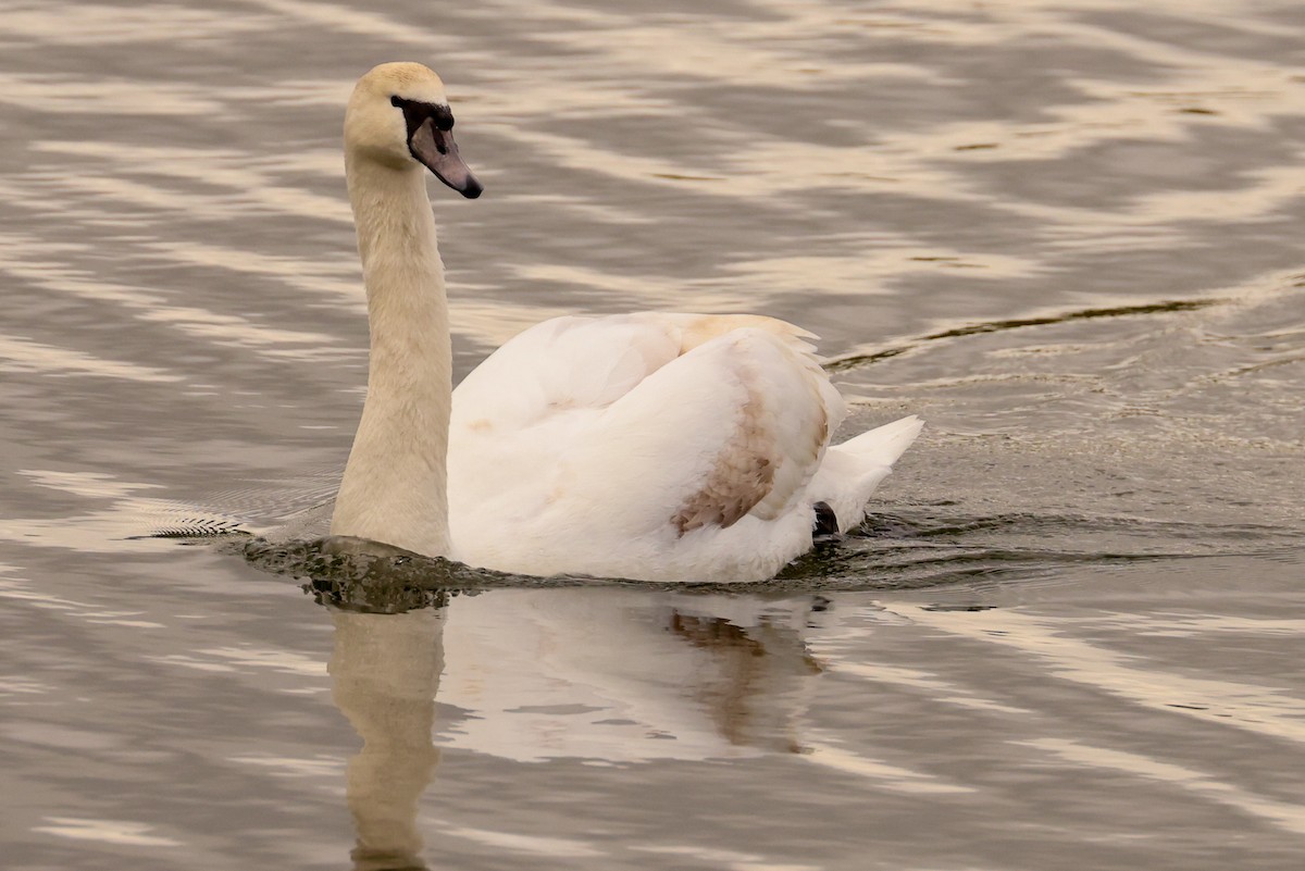 Mute Swan - Ian Somerville