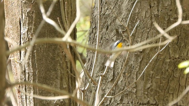 Yellow-throated Warbler - ML617937213