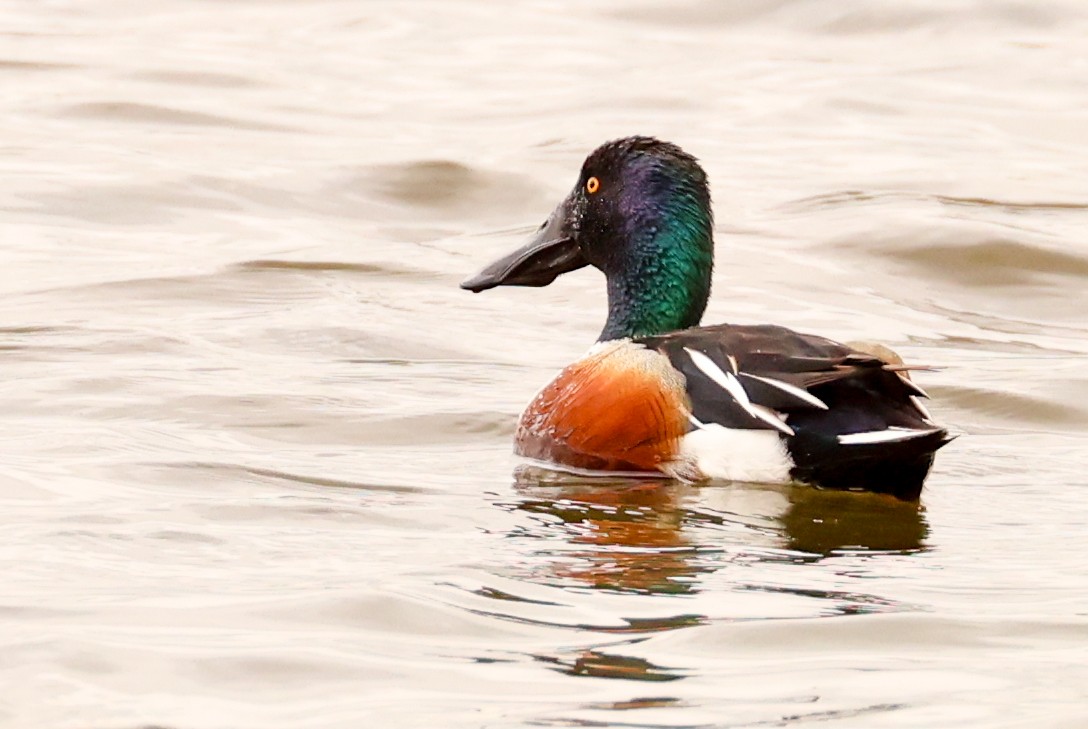 Northern Shoveler - ML617937236