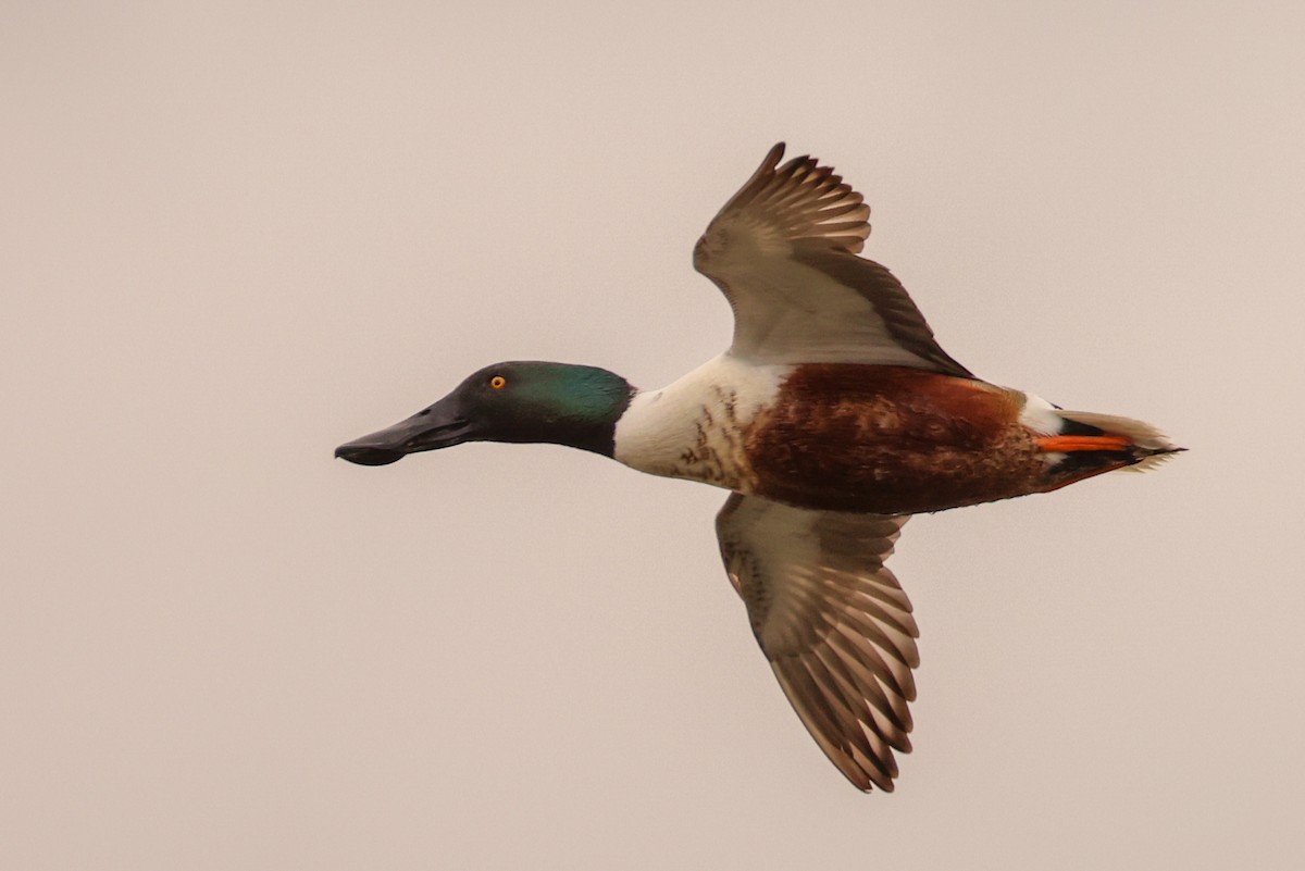 Northern Shoveler - ML617937237