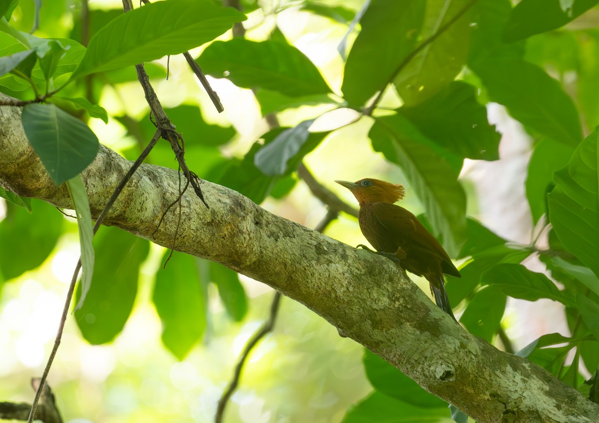 Chestnut-colored Woodpecker - ML617937284