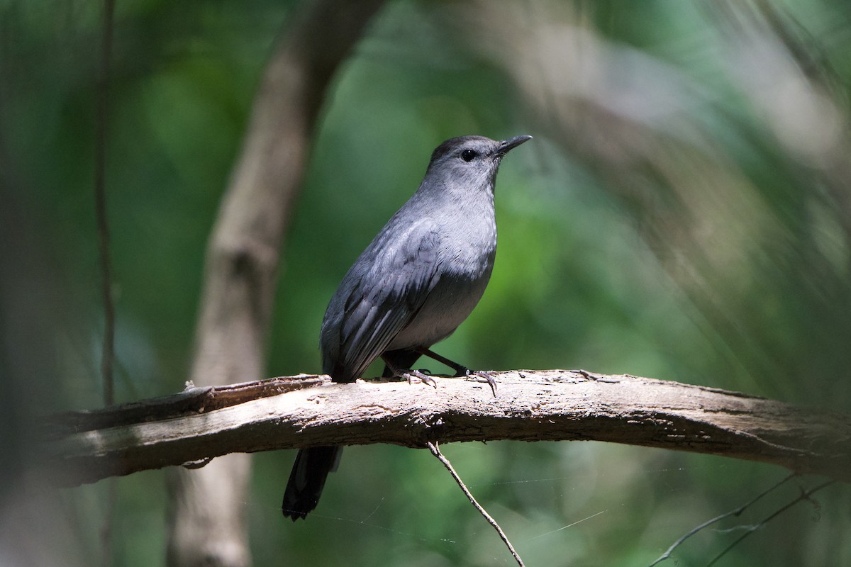 Gray Catbird - ML617937299