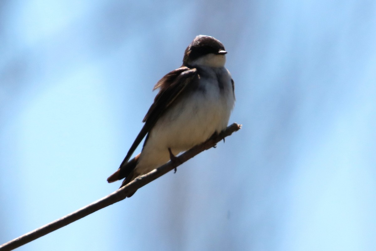 Tree Swallow - ML617937307