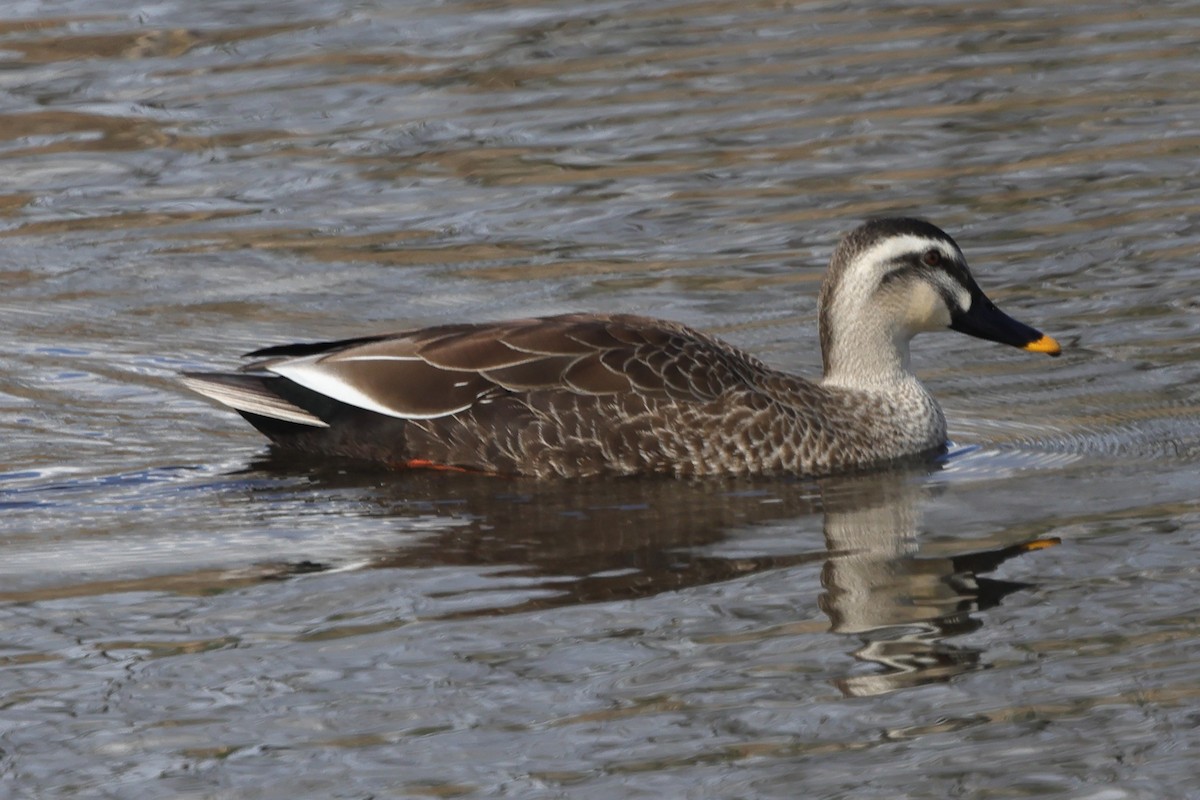 Eastern Spot-billed Duck - ML617937331