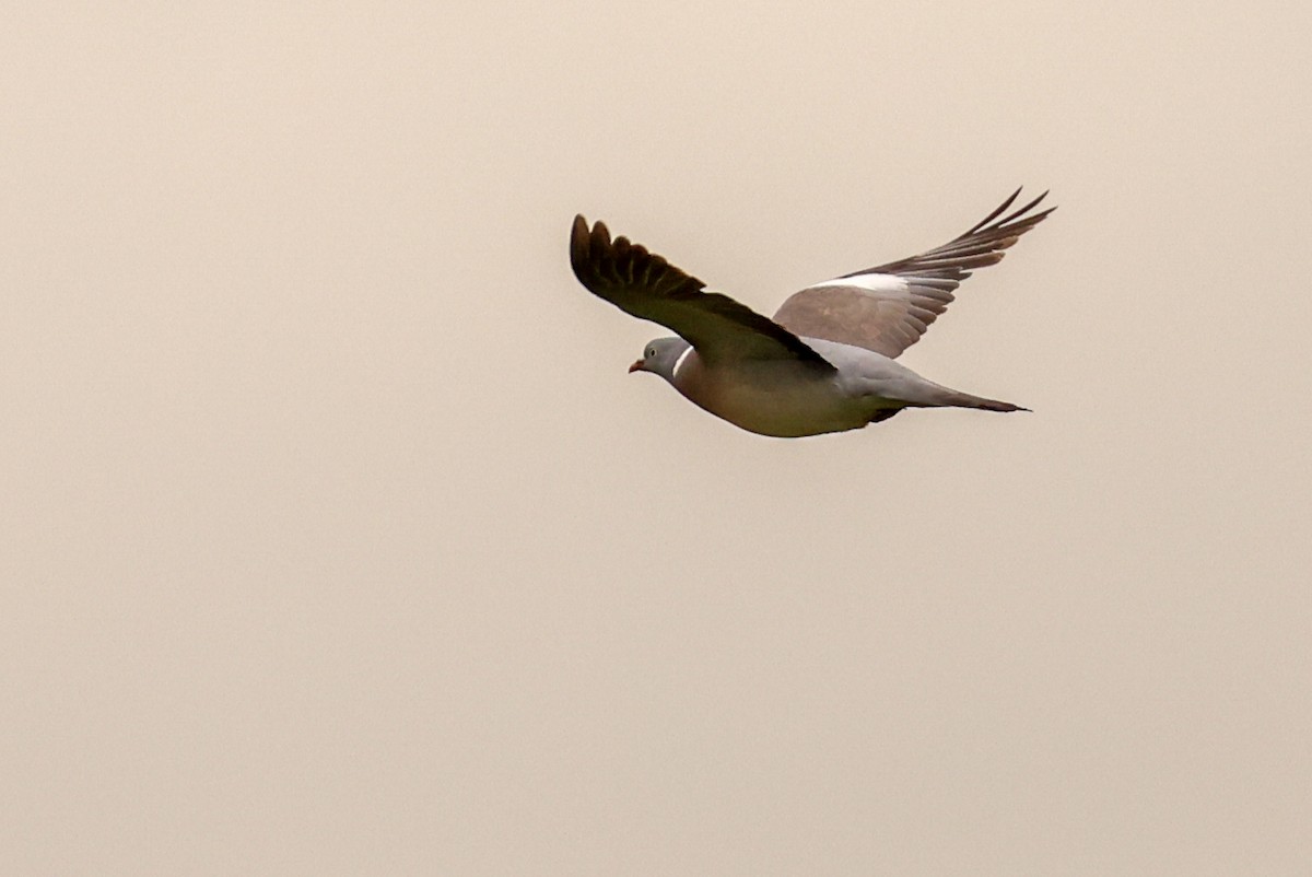 Common Wood-Pigeon - ML617937333