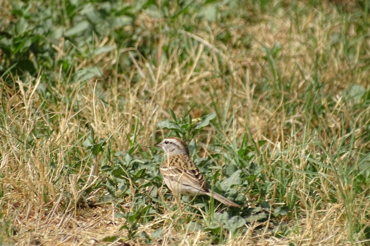 Chipping Sparrow - ML617937336
