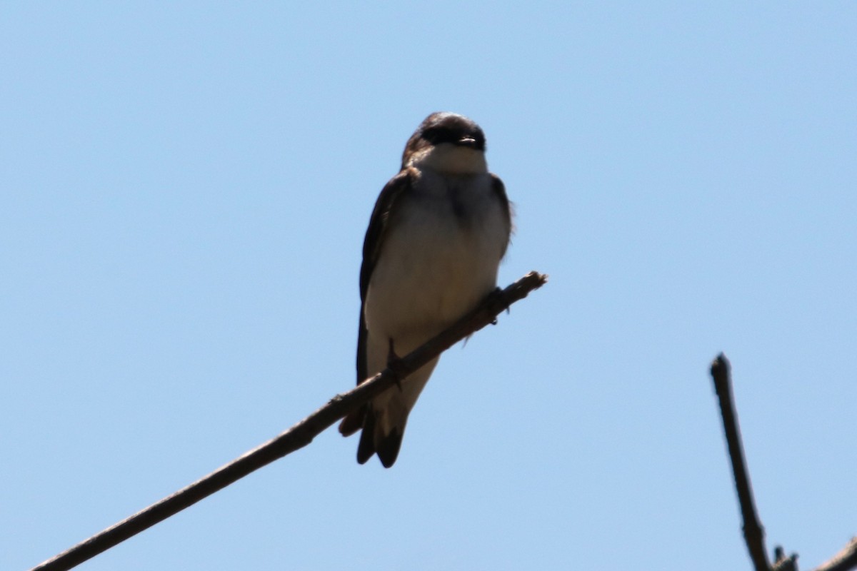 Tree Swallow - ML617937357