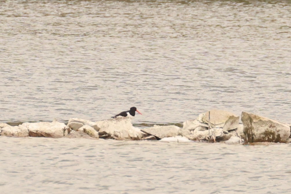 Eurasian Oystercatcher - ML617937376