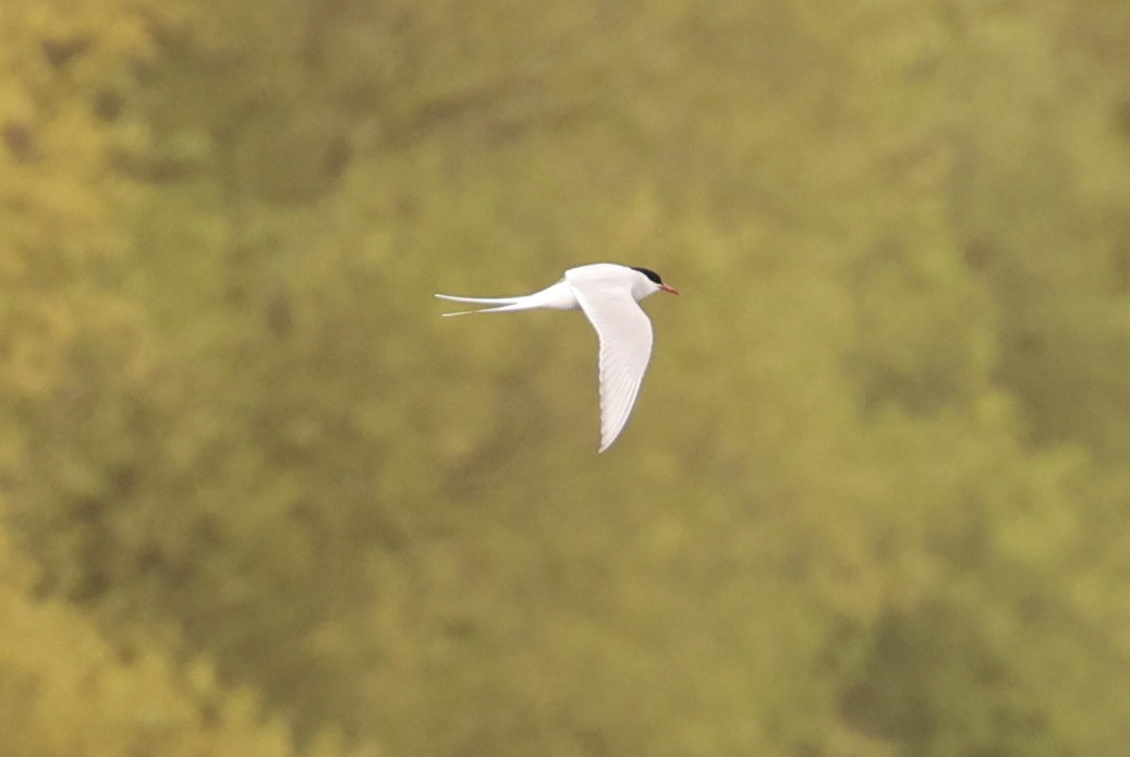 Arctic Tern - ML617937426