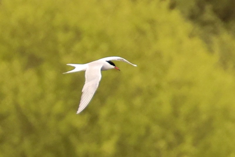 Common Tern - ML617937433