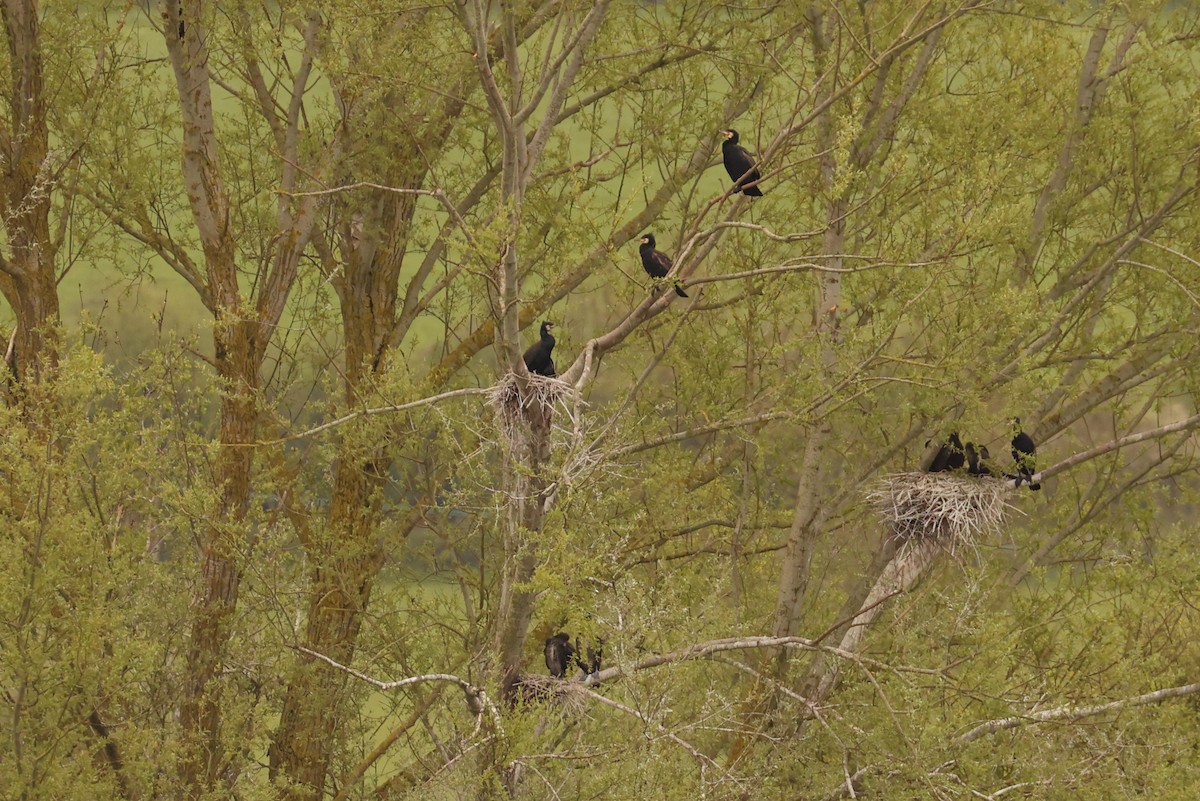 Great Cormorant - ML617937448