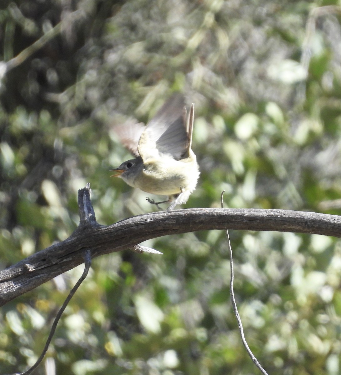 Western Flycatcher (Pacific-slope) - Beth Bruckheimer