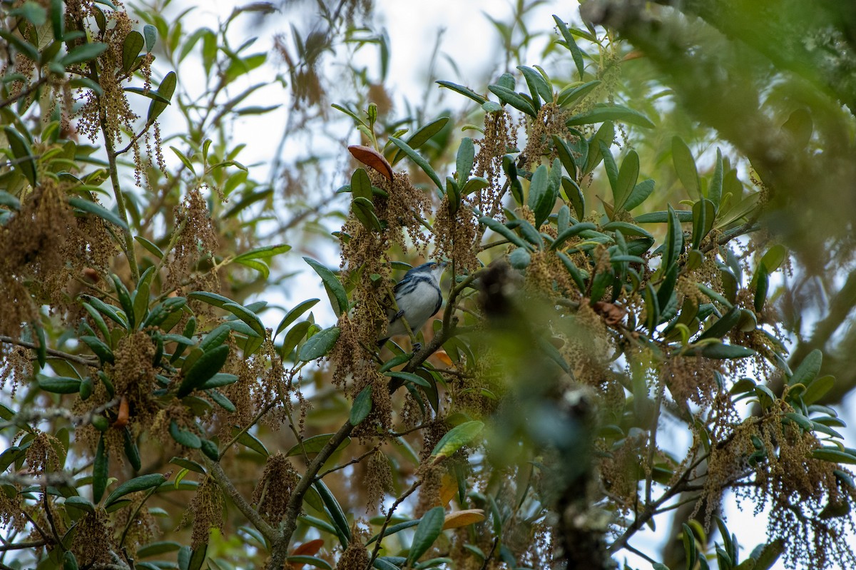 Cerulean Warbler - Jon Wilson