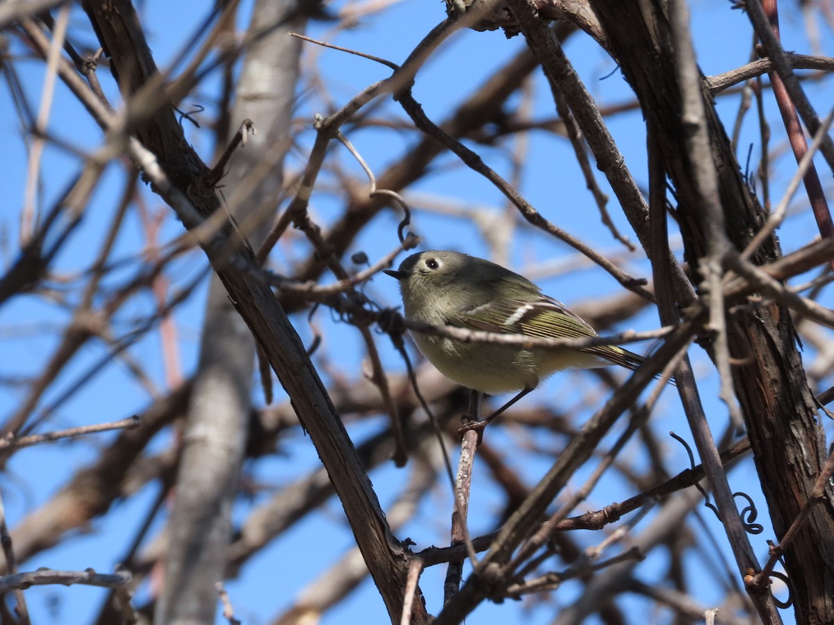 Ruby-crowned Kinglet - ML617937516