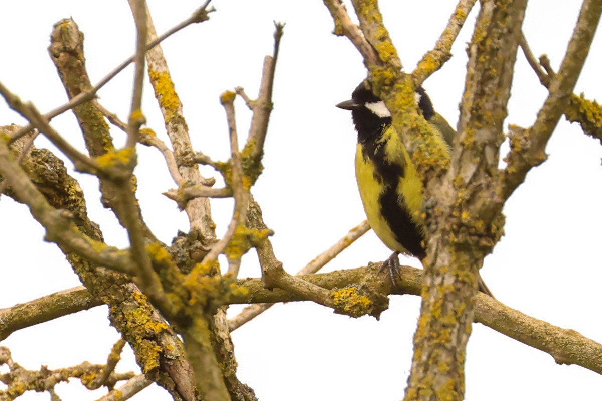 Great Tit - ML617937535