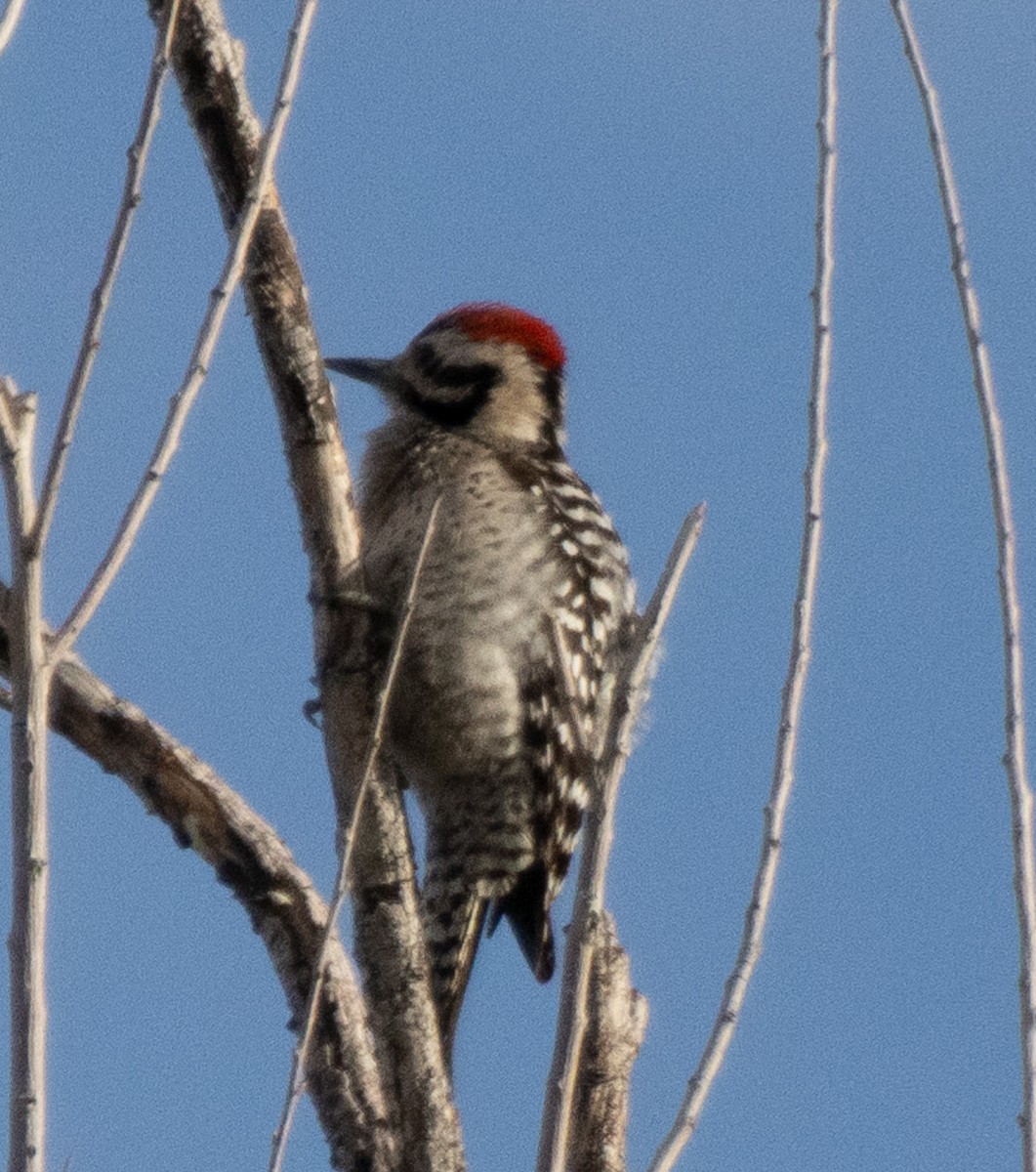 Ladder-backed Woodpecker - ML617937540