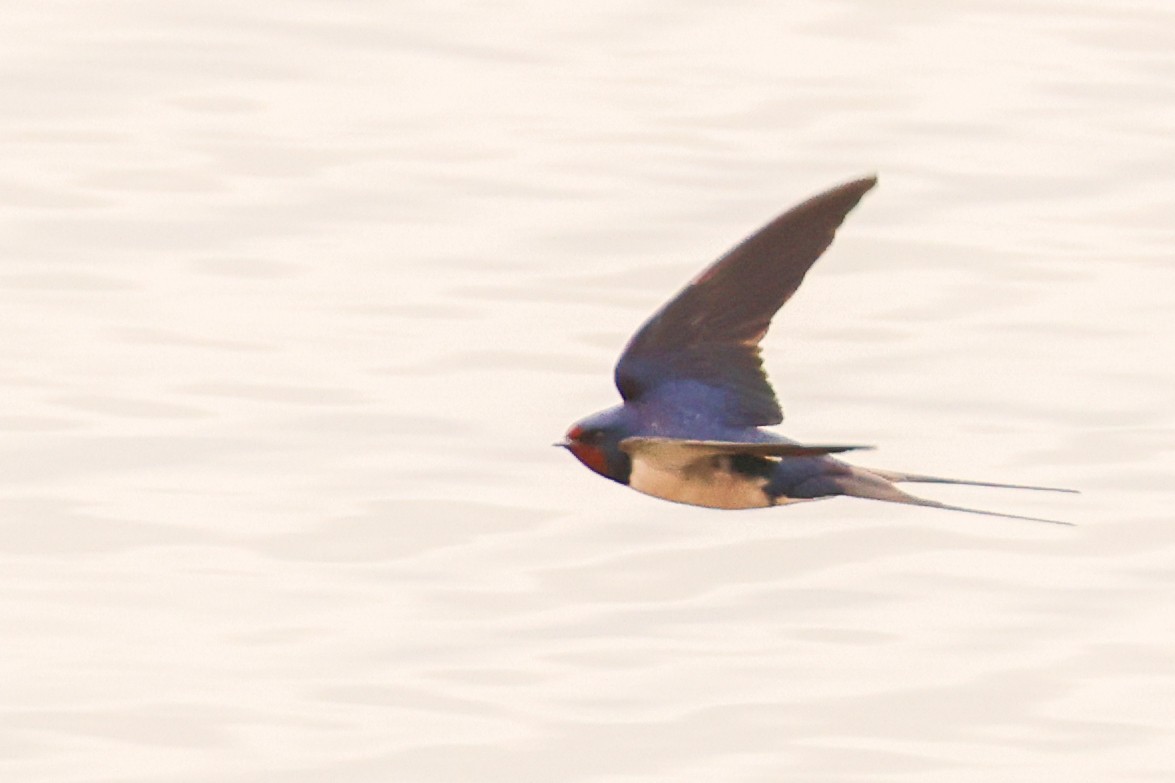 Barn Swallow - ML617937547