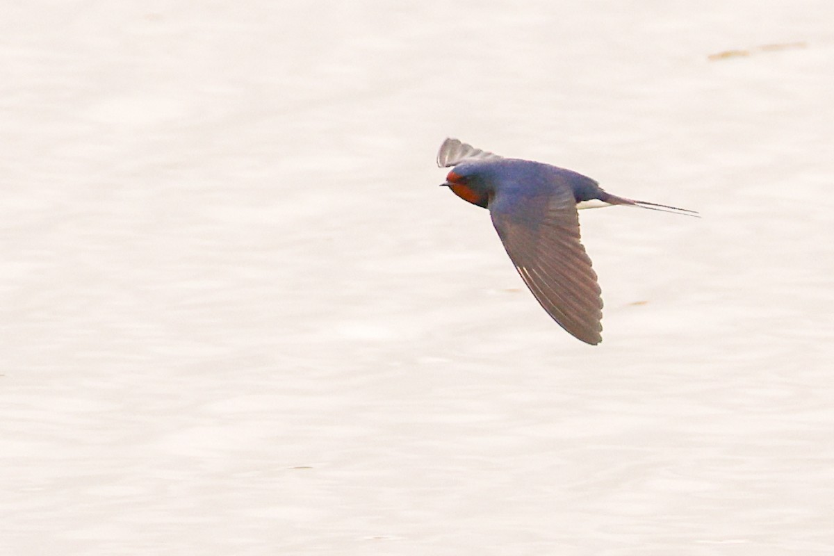 Barn Swallow - ML617937548