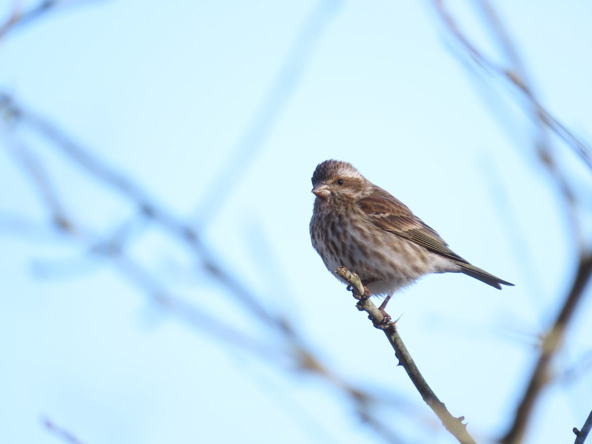 Purple Finch - ML617937590