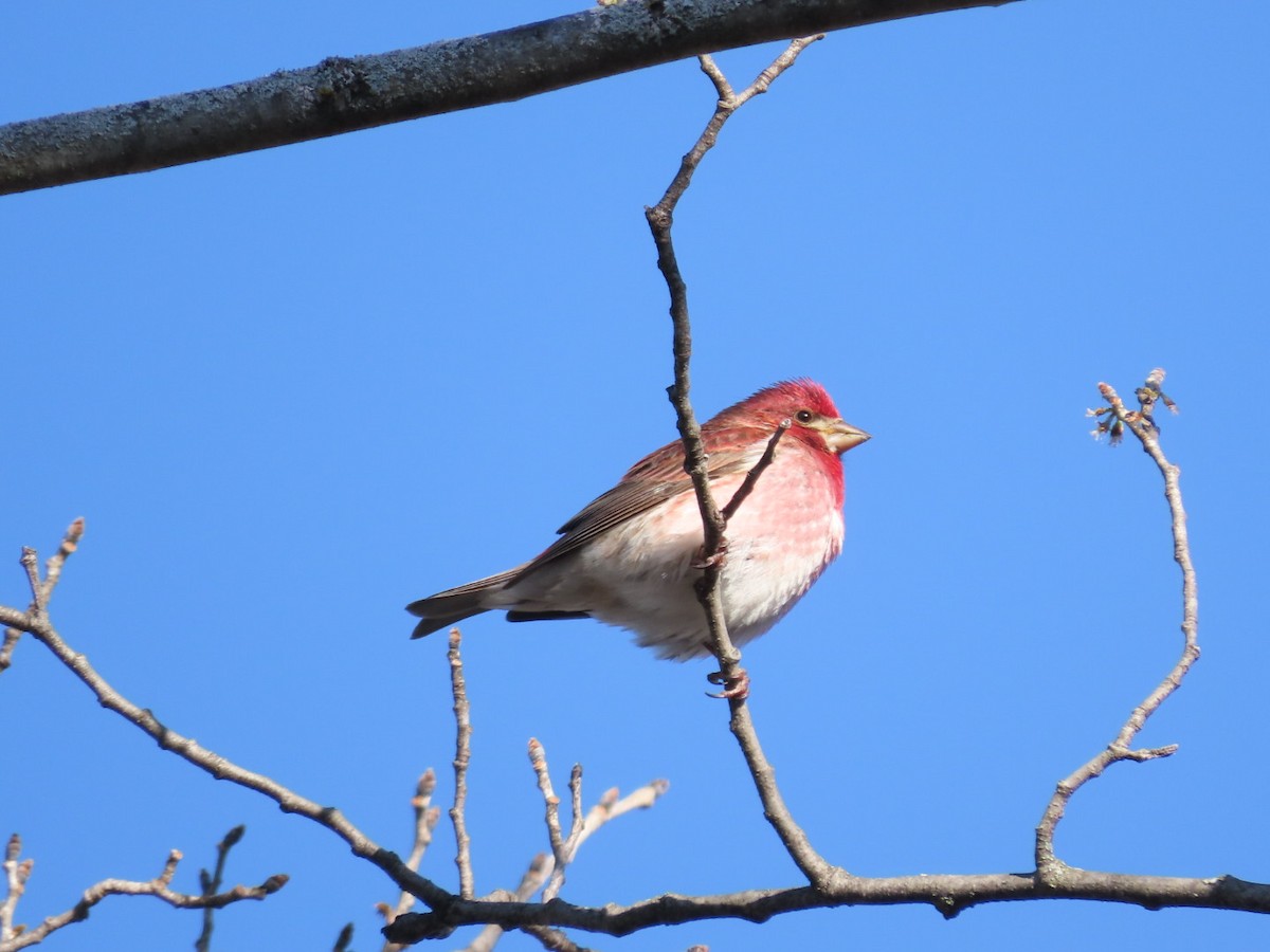 Purple Finch - ML617937591