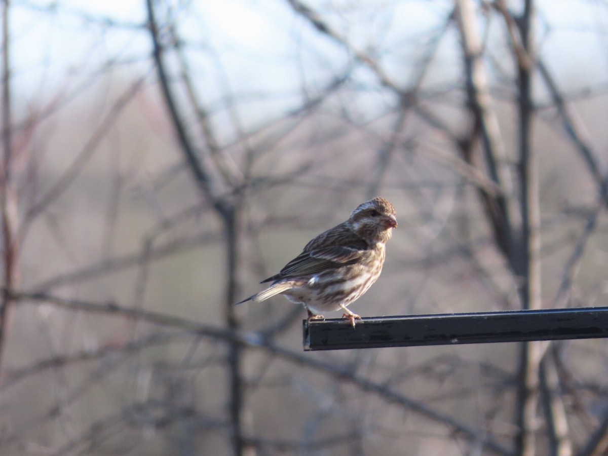 Purple Finch - ML617937593