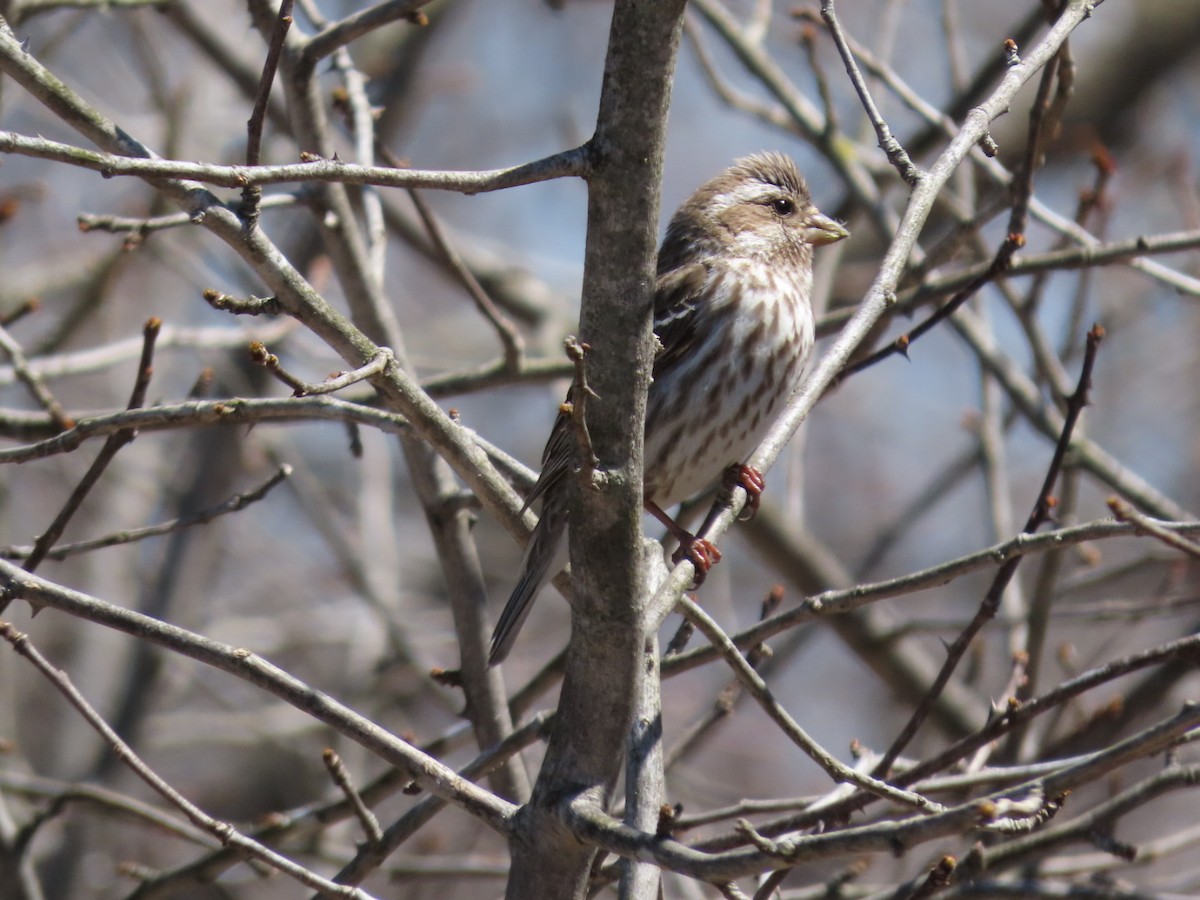 Purple Finch - ML617937594