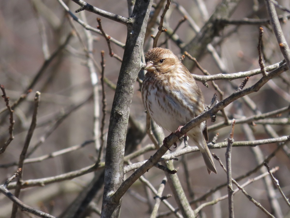 Purple Finch - ML617937595