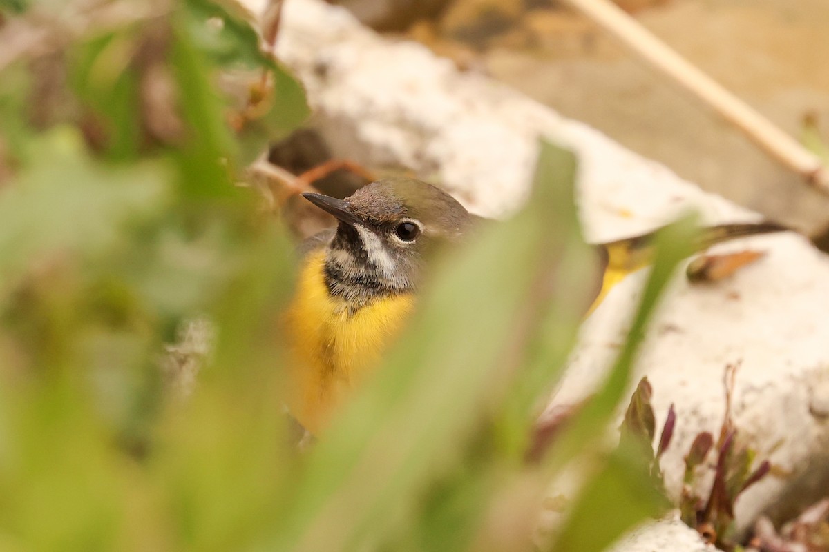 Gray Wagtail - ML617937597