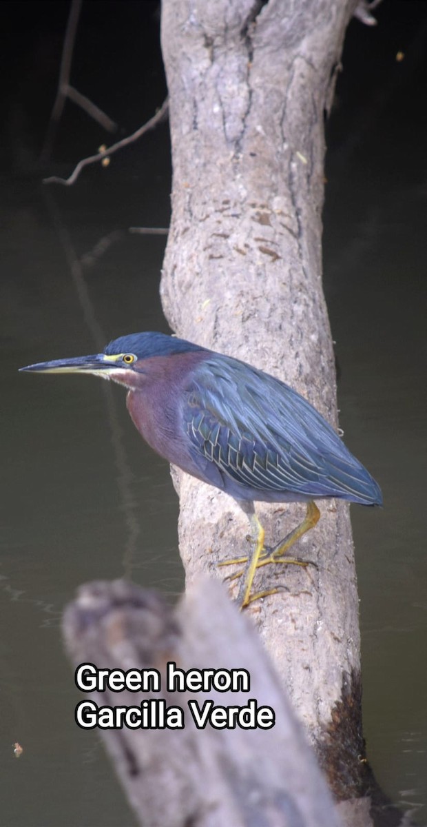 Green Heron - ML617937621