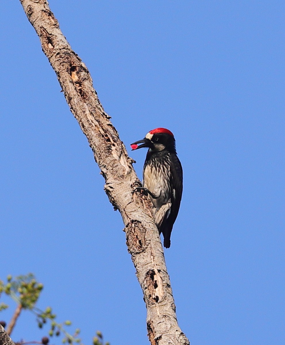 Acorn Woodpecker - Carles Juan-Sallés